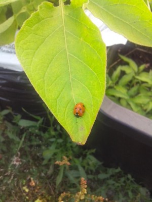 06.07.2016 203.jpg (68.55 KiB) Osservato 623 volte 06.07.2016 203.jpg