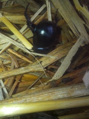 06.07.2016 198.jpg (91.54 KiB) Osservato 623 volte 06.07.2016 198.jpg