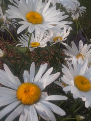 Margheritoni / 06.07.2016 201.jpg 06.07.2016 201.jpg