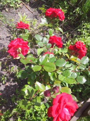 Pianta di rosa (giovincella dovrebbe avere circa 30 anni) / 06.07.2016 192.jpg 06.07.2016 192.jpg