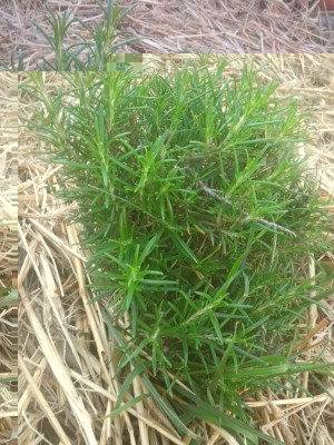 Rosmarino / 06.07.2016 202.jpg 06.07.2016 202.jpg