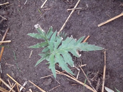 Carciofo sardo / 30.06.2016 017.jpg 30.06.2016 017.jpg