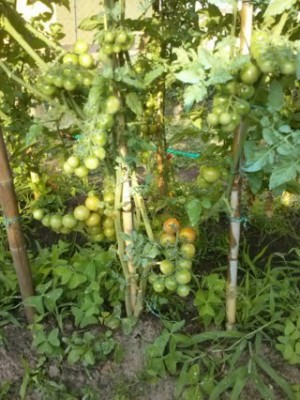 CAM02236 (FILEminimizer).jpg (46.92 KiB) Osservato 419 volte CAM02236 (FILEminimizer).jpg