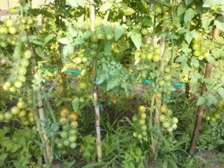 CAM02238 (FILEminimizer).jpg CAM02238 (FILEminimizer).jpg