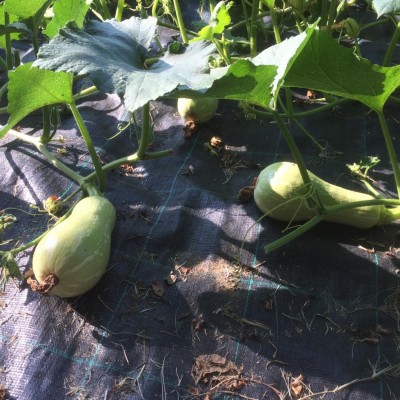 Nuove zucche / image.jpeg image.jpeg