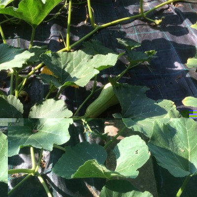 image.jpeg (148.96 KiB) Osservato 409 volte image.jpeg