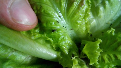 Insalata proteica / IMG_20160719_192427.jpg IMG_20160719_192427.jpg