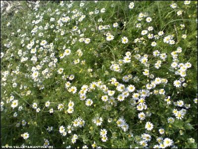 29062016camomilla.jpg (374.58 KiB) Osservato 552 volte 29062016camomilla.jpg