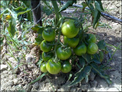 30062016pomodori-gialli-pendolo.jpg (323.84 KiB) Osservato 552 volte 30062016pomodori-gialli-pendolo.jpg