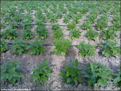 29062016borlotti.jpg (273.8 KiB) Osservato 551 volte 29062016borlotti.jpg