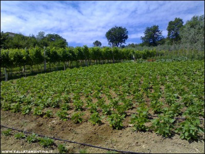 30062016panoramica-borlotti.jpg (342.47 KiB) Osservato 551 volte 30062016panoramica-borlotti.jpg