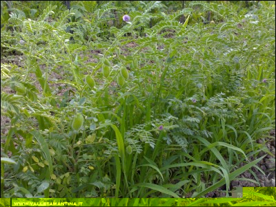 30062016ceci-neri.jpg (348.85 KiB) Osservato 551 volte 30062016ceci-neri.jpg