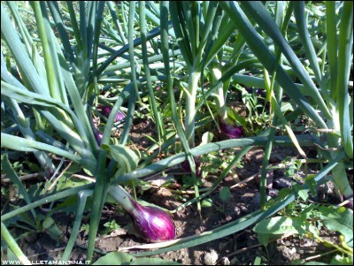 30062016cipolle-tropea.jpg (301.98 KiB) Osservato 597 volte 30062016cipolle-tropea.jpg