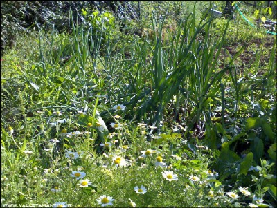 30062016cipolle-camomilla.jpg (381.96 KiB) Osservato 597 volte 30062016cipolle-camomilla.jpg