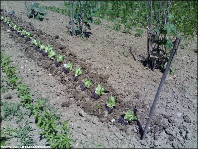 01072016trapianto-canasta.jpg (392.79 KiB) Osservato 597 volte 01072016trapianto-canasta.jpg