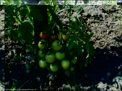 04072016ciliegino-carminio.jpg (325.19 KiB) Osservato 589 volte 04072016ciliegino-carminio.jpg