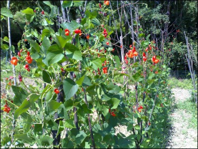 04072016fagioloni.jpg (361.29 KiB) Osservato 589 volte 04072016fagioloni.jpg