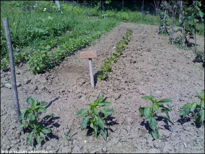 04072016aromatiche-peperoncini.jpg (366.24 KiB) Osservato 589 volte 04072016aromatiche-peperoncini.jpg