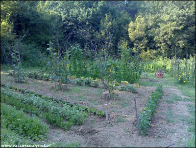 11072016orto2.jpg (362.68 KiB) Osservato 587 volte 11072016orto2.jpg