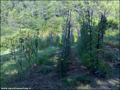 11072016erba.jpg (331.21 KiB) Osservato 587 volte 11072016erba.jpg