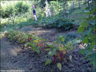 11072016borlotto-antico.jpg (354.49 KiB) Osservato 587 volte 11072016borlotto-antico.jpg