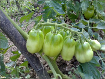 11072016pomodori.jpg (242.28 KiB) Osservato 585 volte 11072016pomodori.jpg