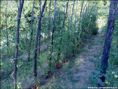 11072016pomodorini.jpg (395.57 KiB) Osservato 585 volte 11072016pomodorini.jpg