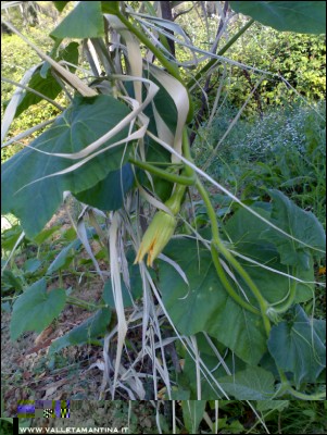 11072016zucche-collo-oca.jpg (271.39 KiB) Osservato 585 volte 11072016zucche-collo-oca.jpg