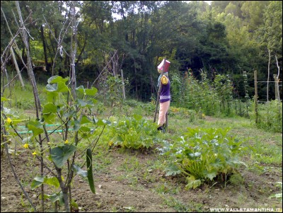 11072016orto.jpg (344.02 KiB) Osservato 583 volte 11072016orto.jpg