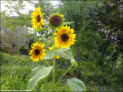 11072016girasoli2.jpg (335.45 KiB) Osservato 583 volte 11072016girasoli2.jpg