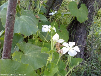 11072016zucca-lagenaria.jpg (258.49 KiB) Osservato 581 volte 11072016zucca-lagenaria.jpg