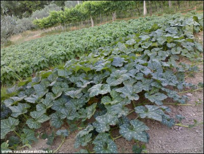 11072016zucche-moscate.jpg (314.03 KiB) Osservato 581 volte 11072016zucche-moscate.jpg