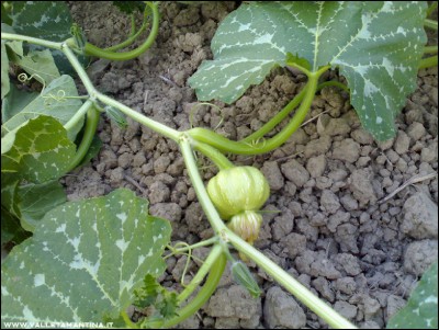 11072016zucca-moscata.jpg (247.23 KiB) Osservato 581 volte 11072016zucca-moscata.jpg