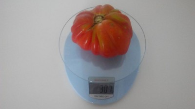 Pomodoro da ben 307gr incredibile!!! / IMG_20160724_165621.jpg IMG_20160724_165621.jpg