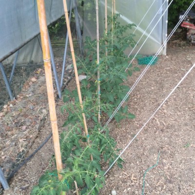 Pomodori in serra / image.jpeg image.jpeg