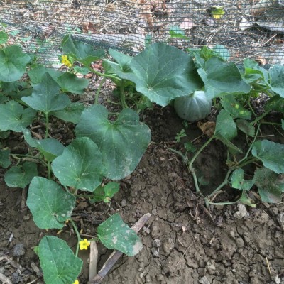 Melone che non ne vuole sapere di crescere / image.jpeg image.jpeg