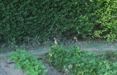 Lumachicida naturale / image.jpeg image.jpeg