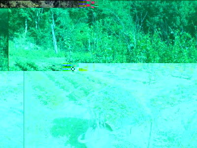 12072016-erbacce.jpg (396.85 KiB) Osservato 488 volte 12072016-erbacce.jpg