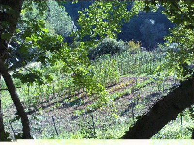 12072016-orto.jpg (392.34 KiB) Osservato 488 volte 12072016-orto.jpg