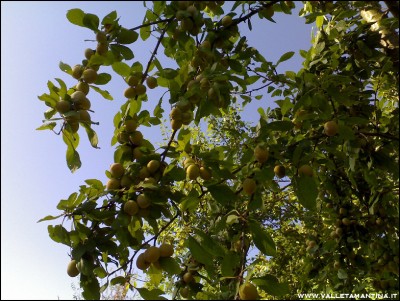 12072016-prugne.jpg (280.63 KiB) Osservato 488 volte 12072016-prugne.jpg