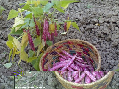 12072016borlotti.jpg (289.82 KiB) Osservato 561 volte 12072016borlotti.jpg