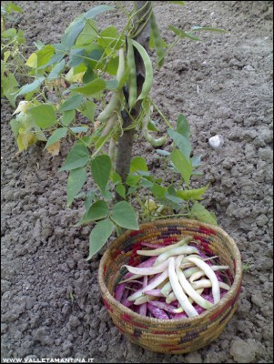 12072016borlotti2.jpg (308.44 KiB) Osservato 561 volte 12072016borlotti2.jpg