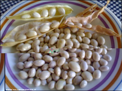 13072016borlotti-bianchi.jpg (191.52 KiB) Osservato 556 volte 13072016borlotti-bianchi.jpg