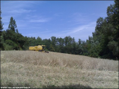 13072016trebbiatura-farro.jpg (206.65 KiB) Osservato 556 volte 13072016trebbiatura-farro.jpg