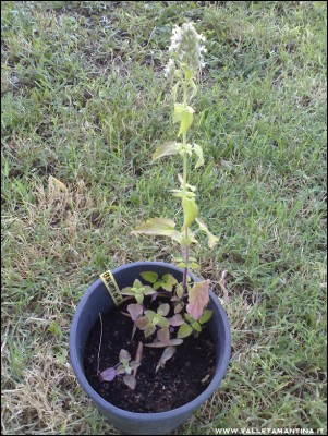 16072016erba-gatta.jpg (357.51 KiB) Osservato 556 volte 16072016erba-gatta.jpg