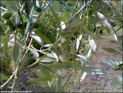 16072016-foglie-olivo.jpg (304.35 KiB) Osservato 555 volte 16072016-foglie-olivo.jpg