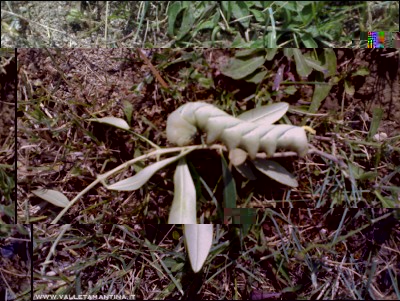 16072016.jpg (318.55 KiB) Osservato 555 volte 16072016.jpg