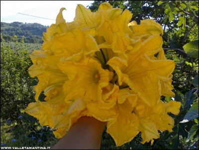 19072016-fiori-di-zucca.jpg (238.89 KiB) Osservato 555 volte 19072016-fiori-di-zucca.jpg