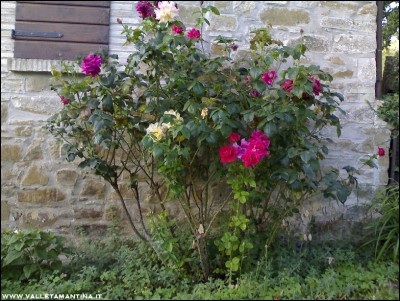 12072016rose.jpg (278.07 KiB) Osservato 553 volte 12072016rose.jpg