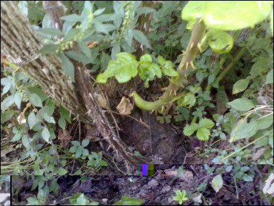 13072016-innesto-rose.jpg (237.39 KiB) Osservato 553 volte 13072016-innesto-rose.jpg